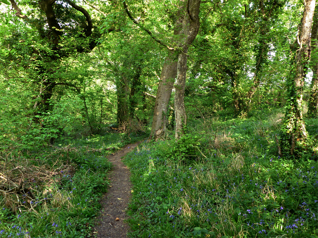 Bluebells