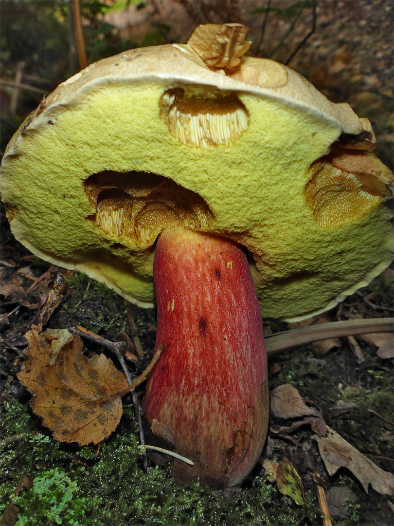 Bitter beech bolete