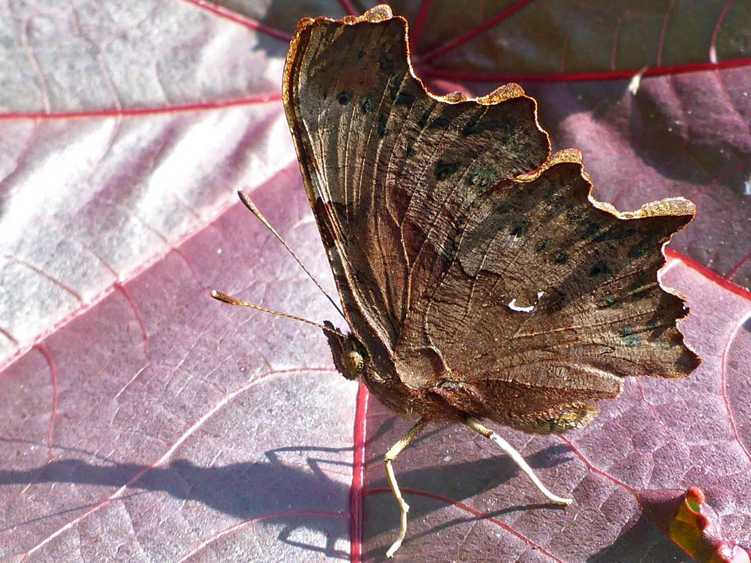 European comma