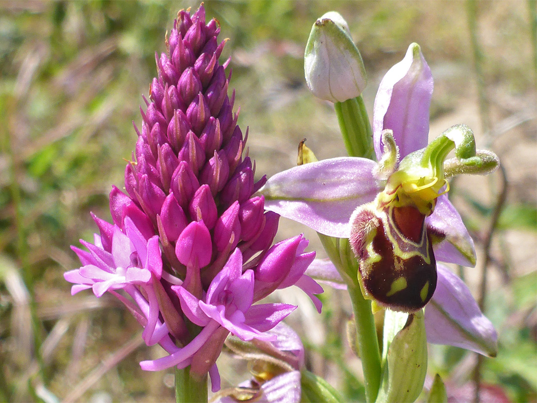 Bee and pyramidal orchids