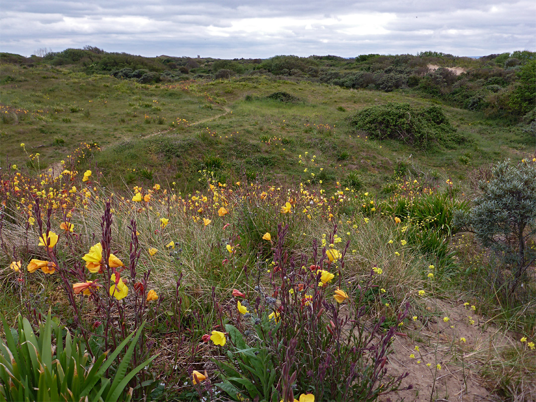 Grassland