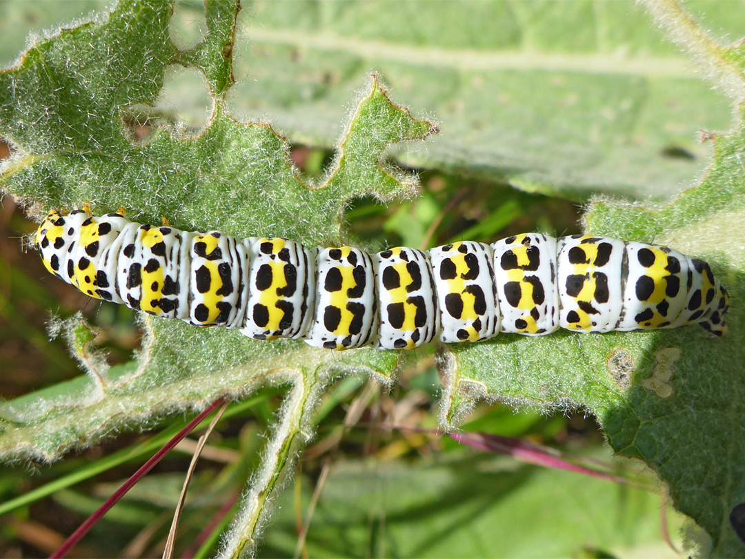 Moth mullein caterpillar