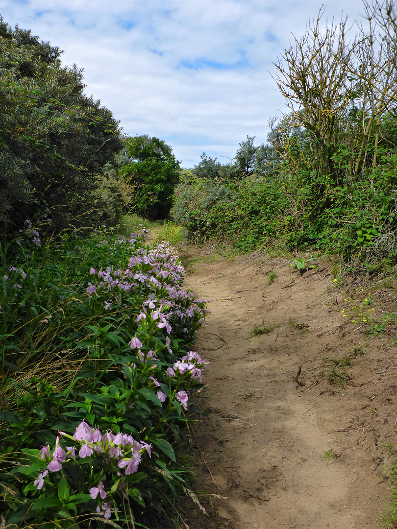 Path to the beach