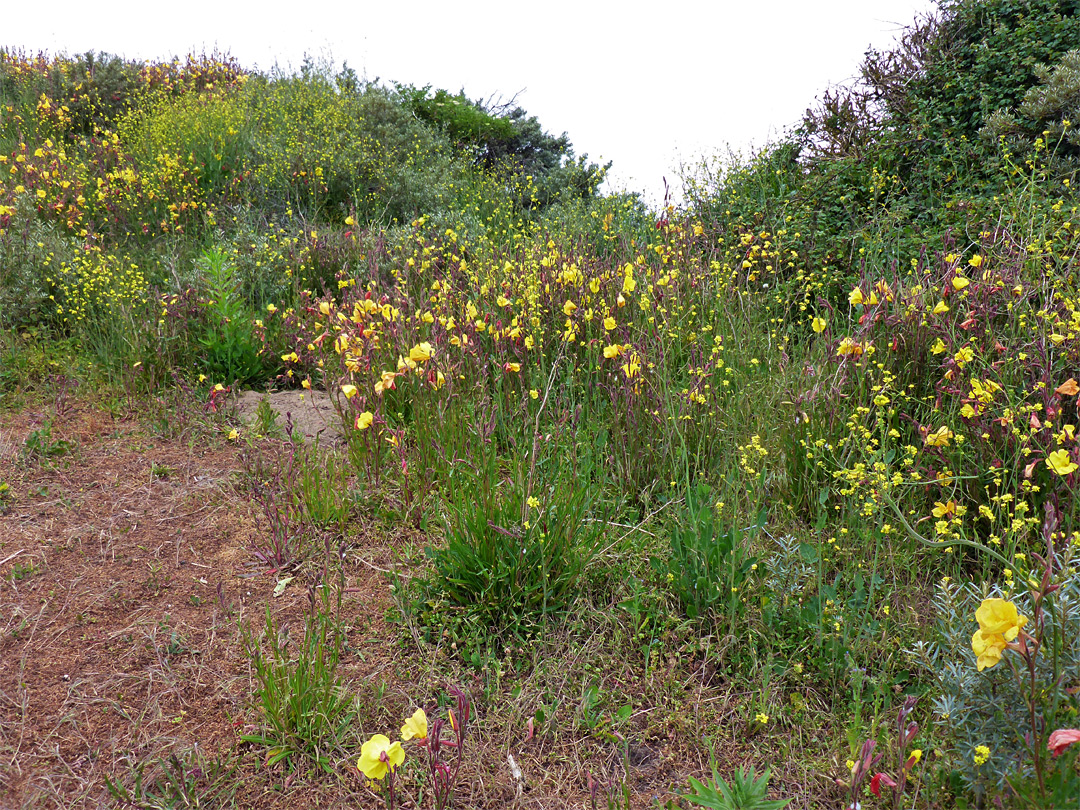 Many primroses