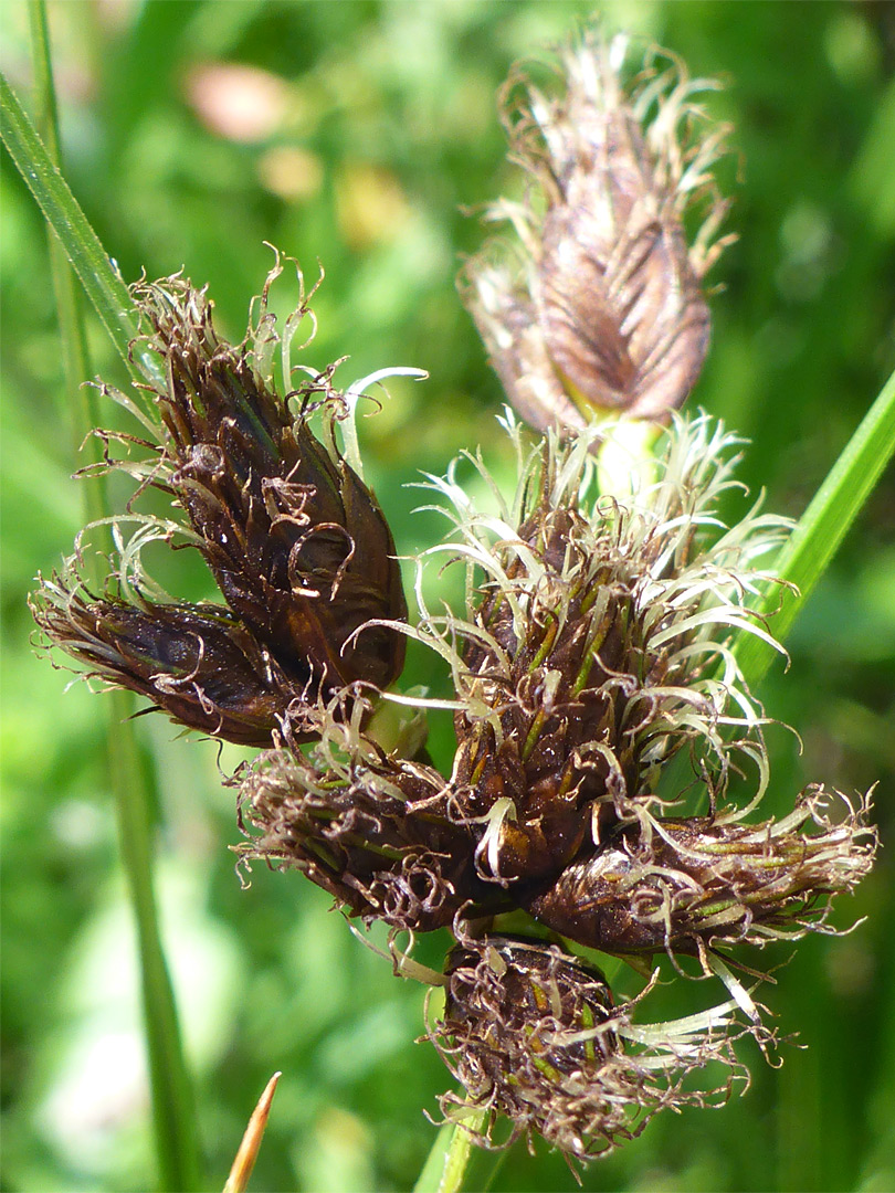 Sea clubrush