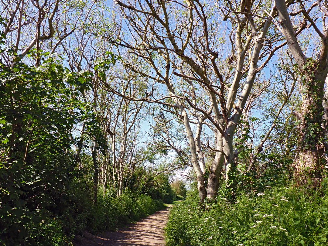 Woodland path