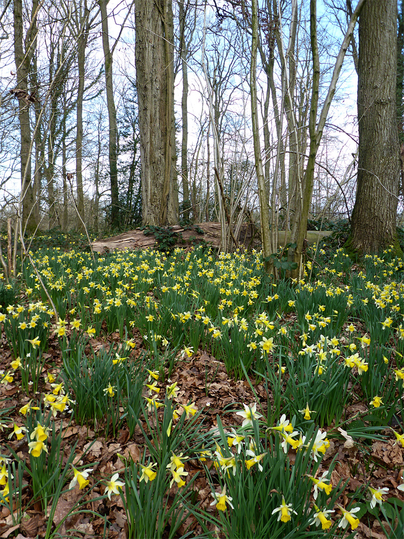 Field of daffodils