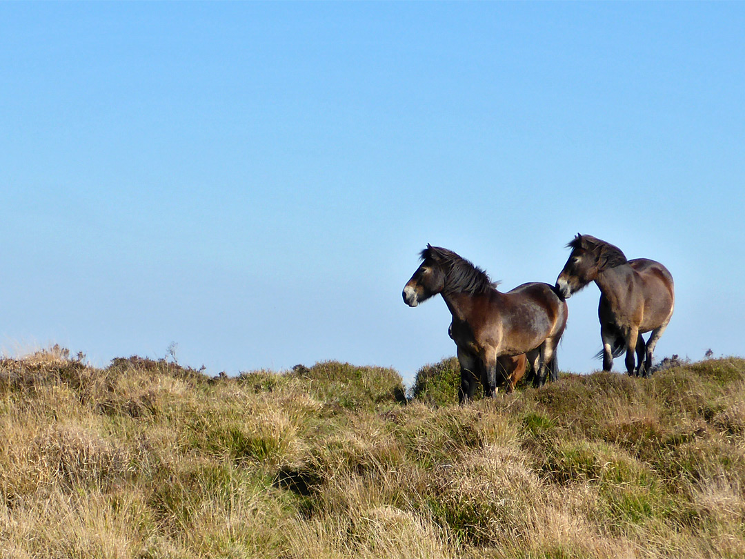 Two horses