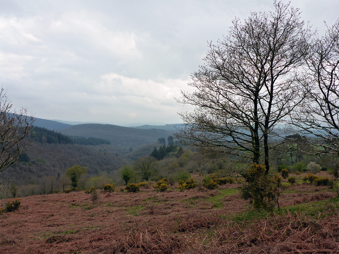 Tree and bracken