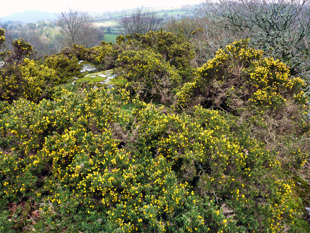 Many gorse flowers