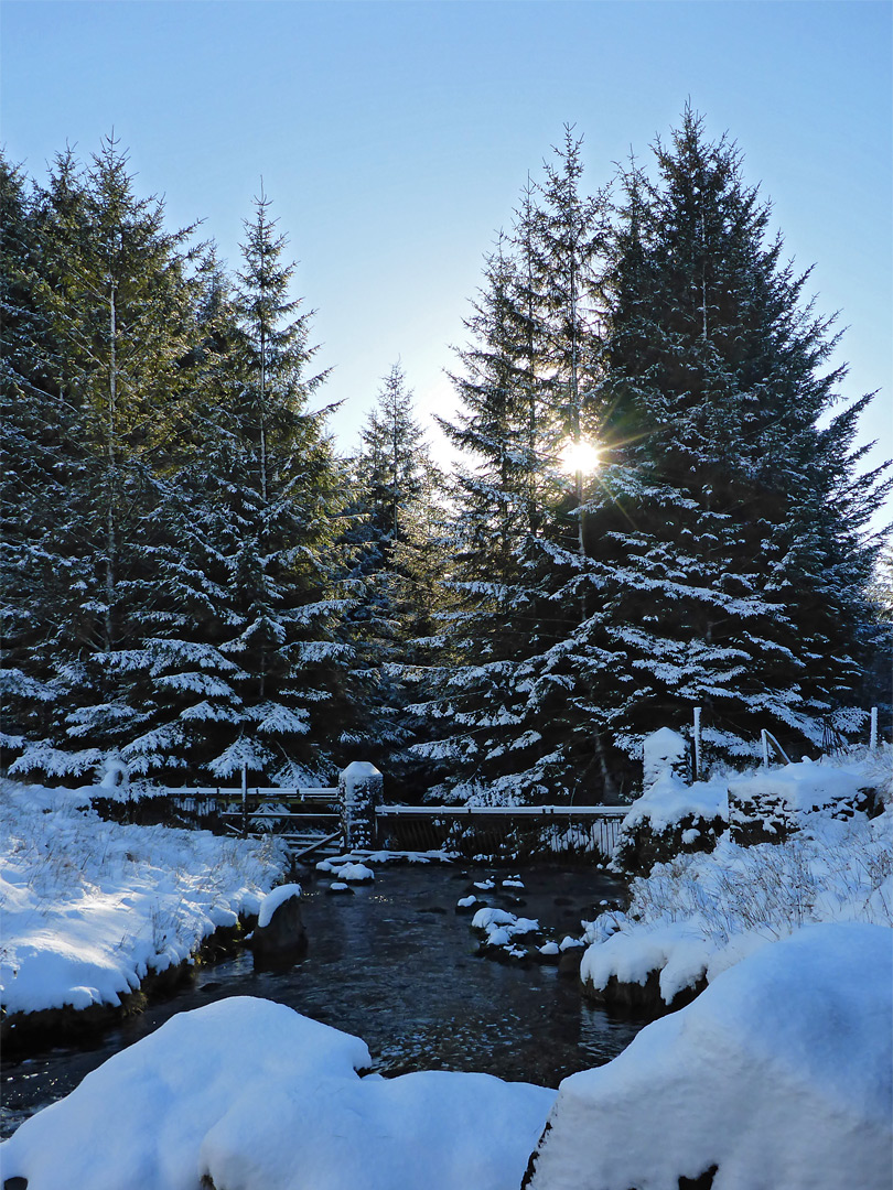 Stream entering woodland