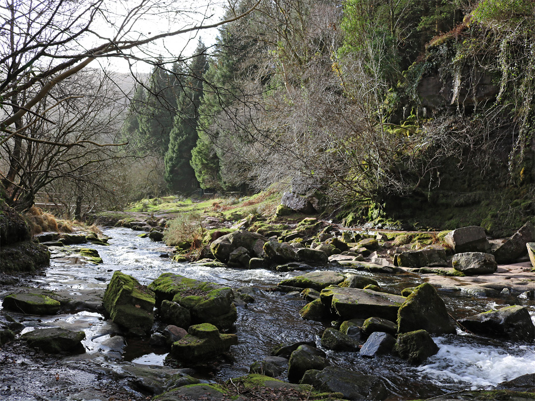 Edge of the forest