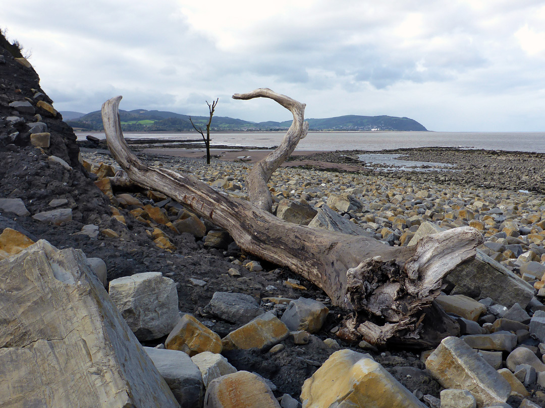 Tree and rocks