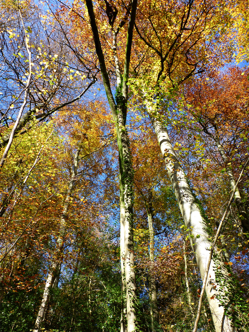 Tall beech trees