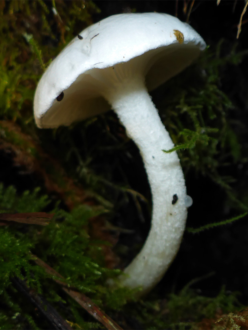 Porcelain mushroom