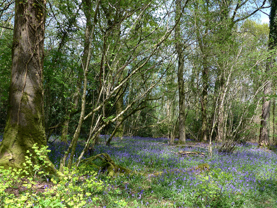 Wood spurge and bluebells