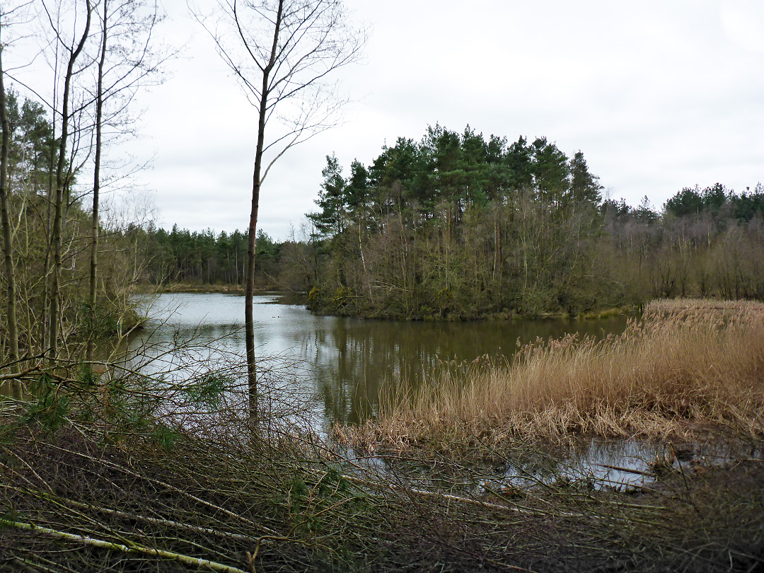 Forested island