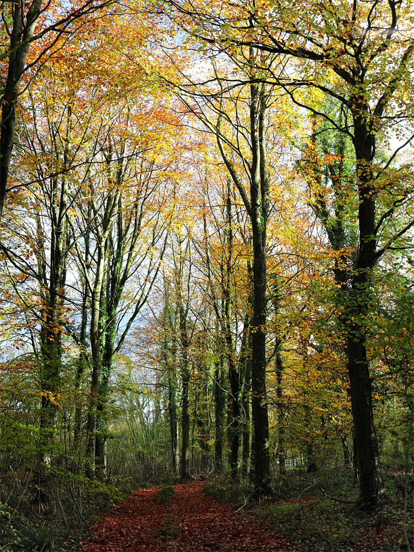 Autumnal leaves