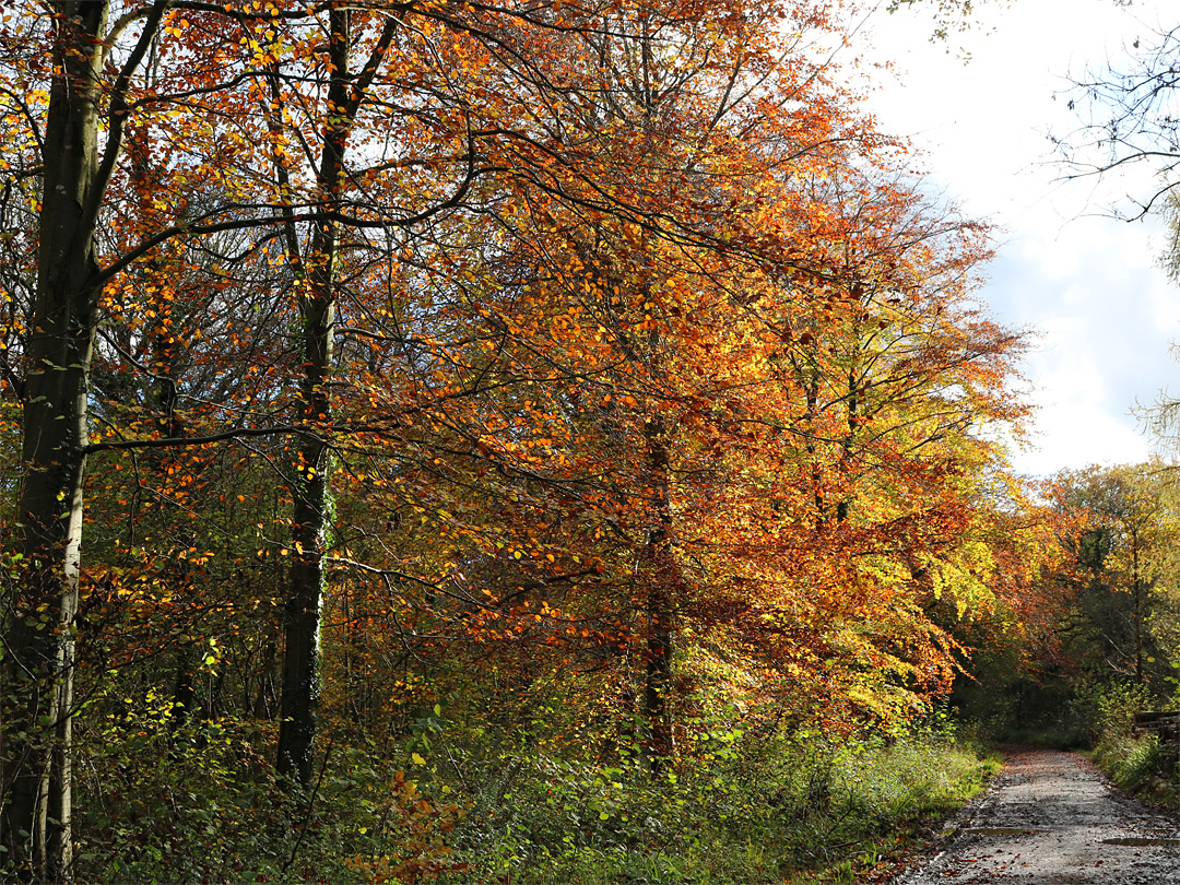 Trees beside a track