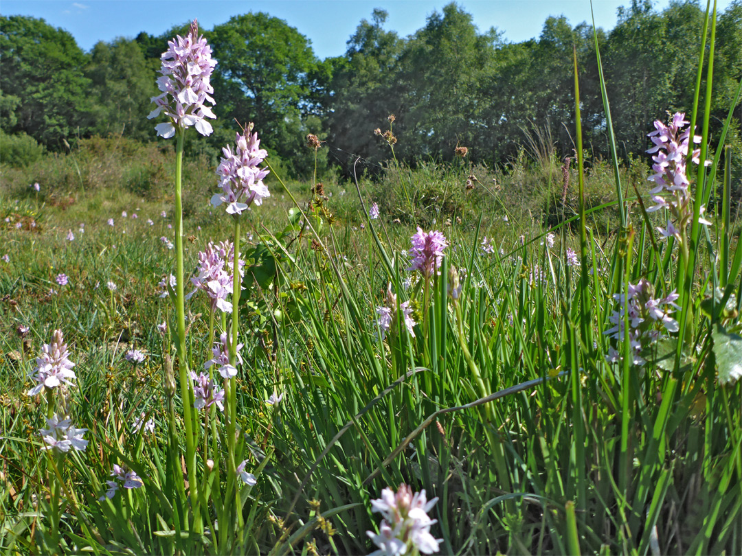 Orchids