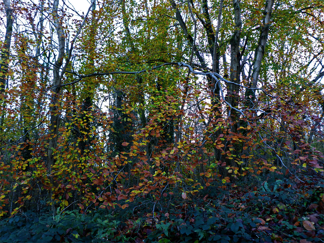 Green and brown leaves