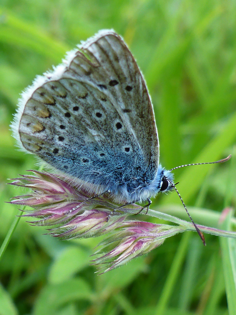 Common blue