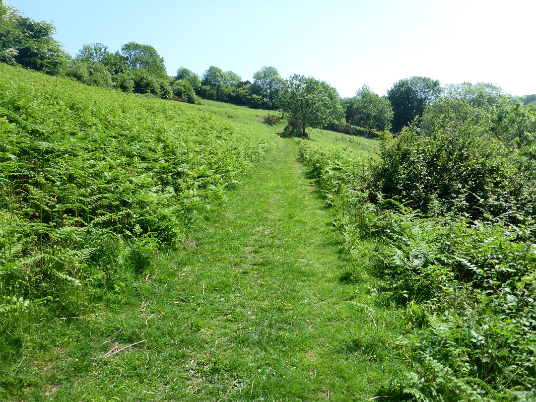 Grassy track