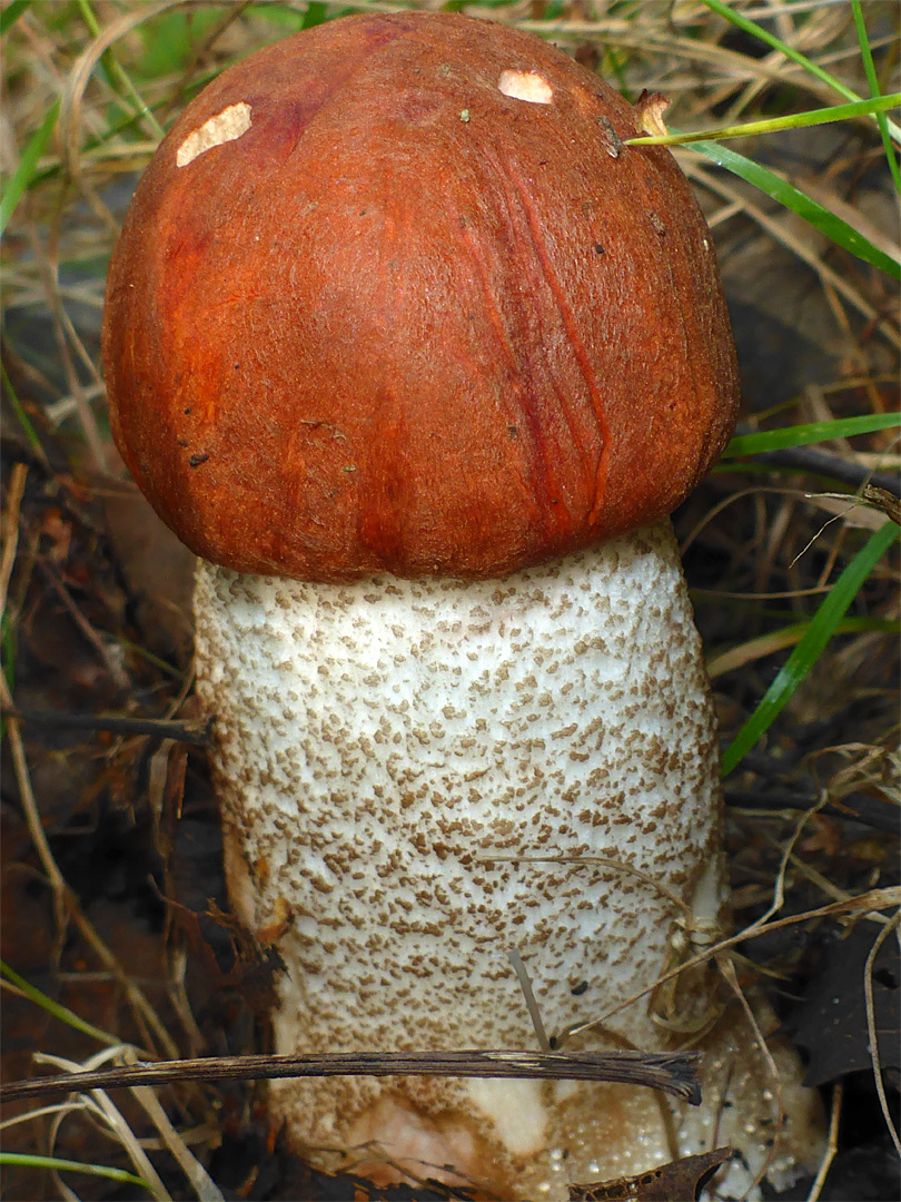 Orange birch bolete