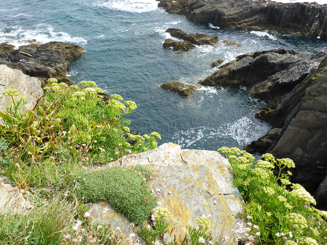 Rock samphire