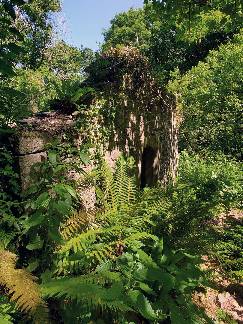 Ferns