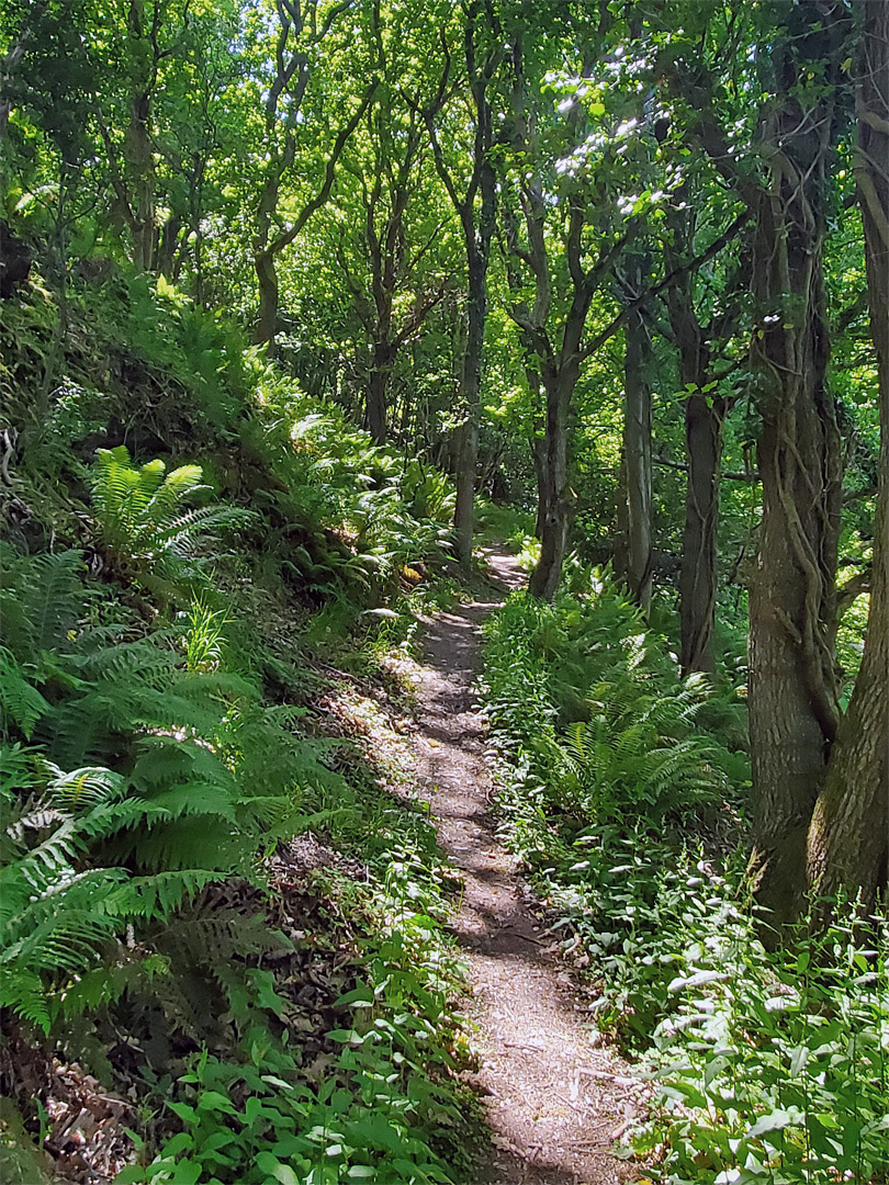 Woodland path