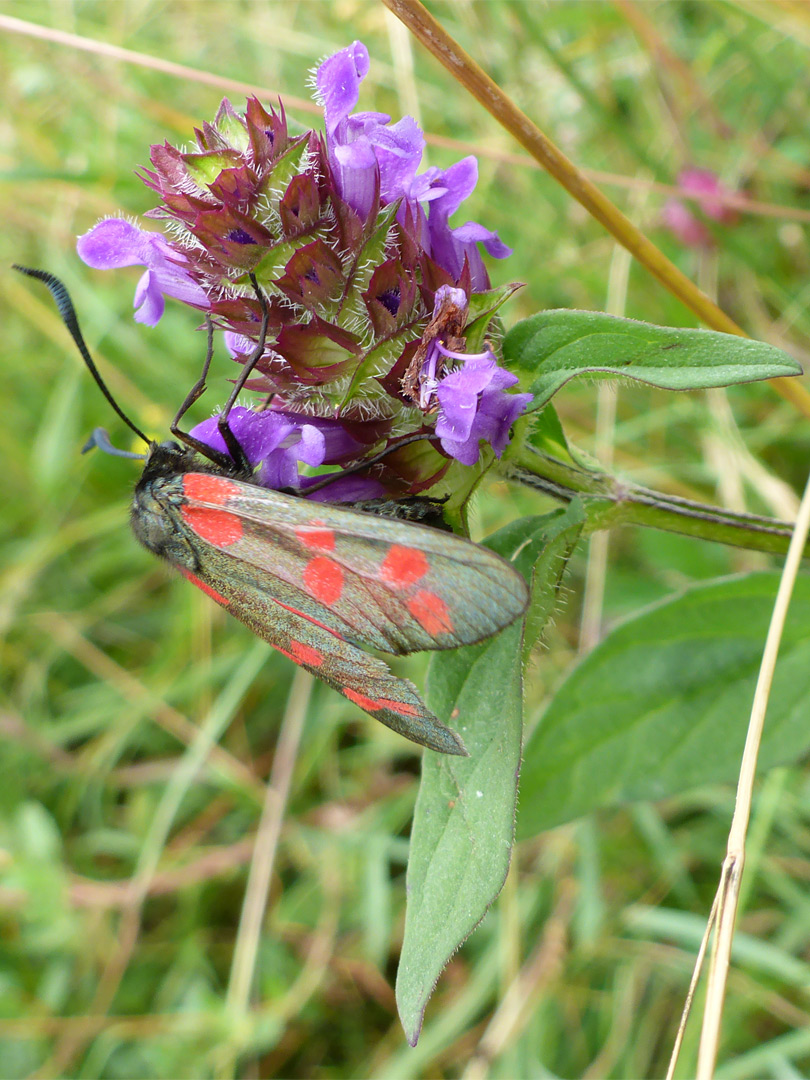 Selfheal