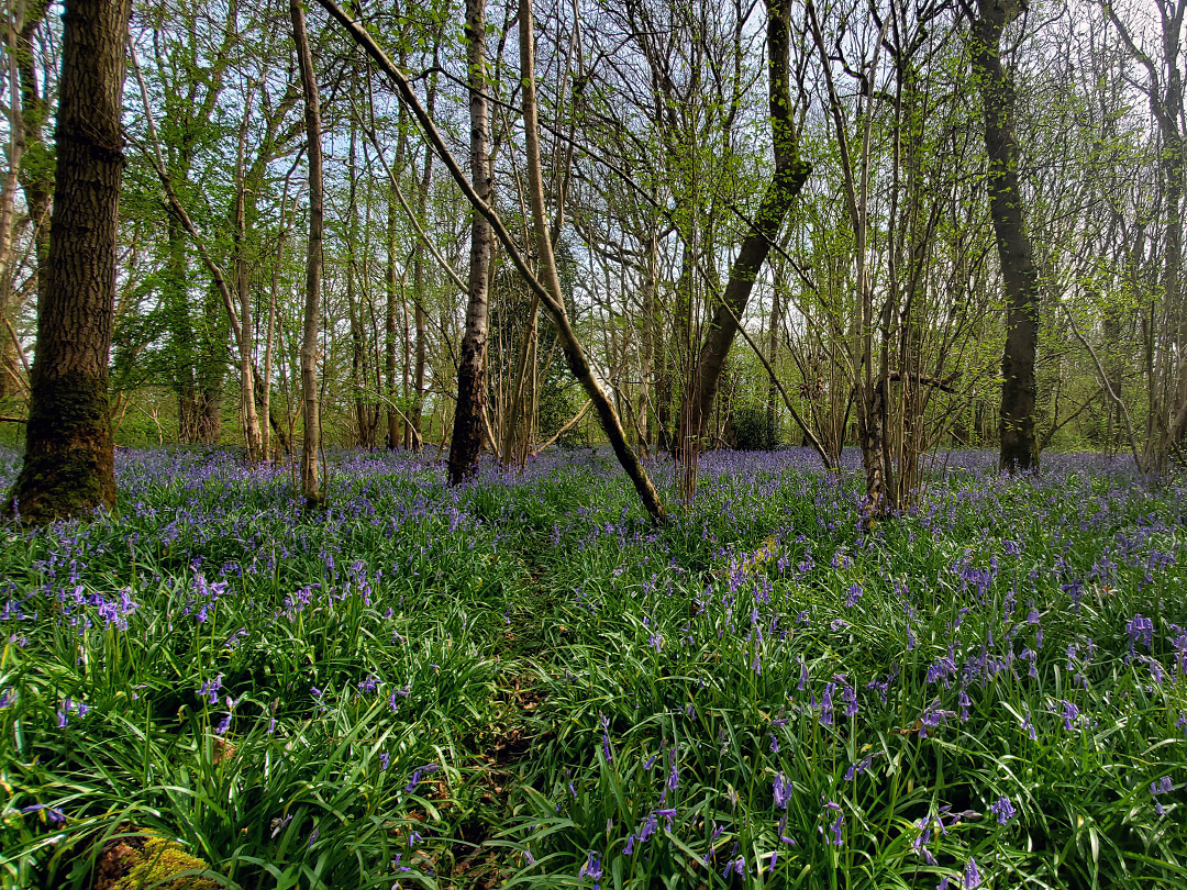 Bluebells, Burnt Wood