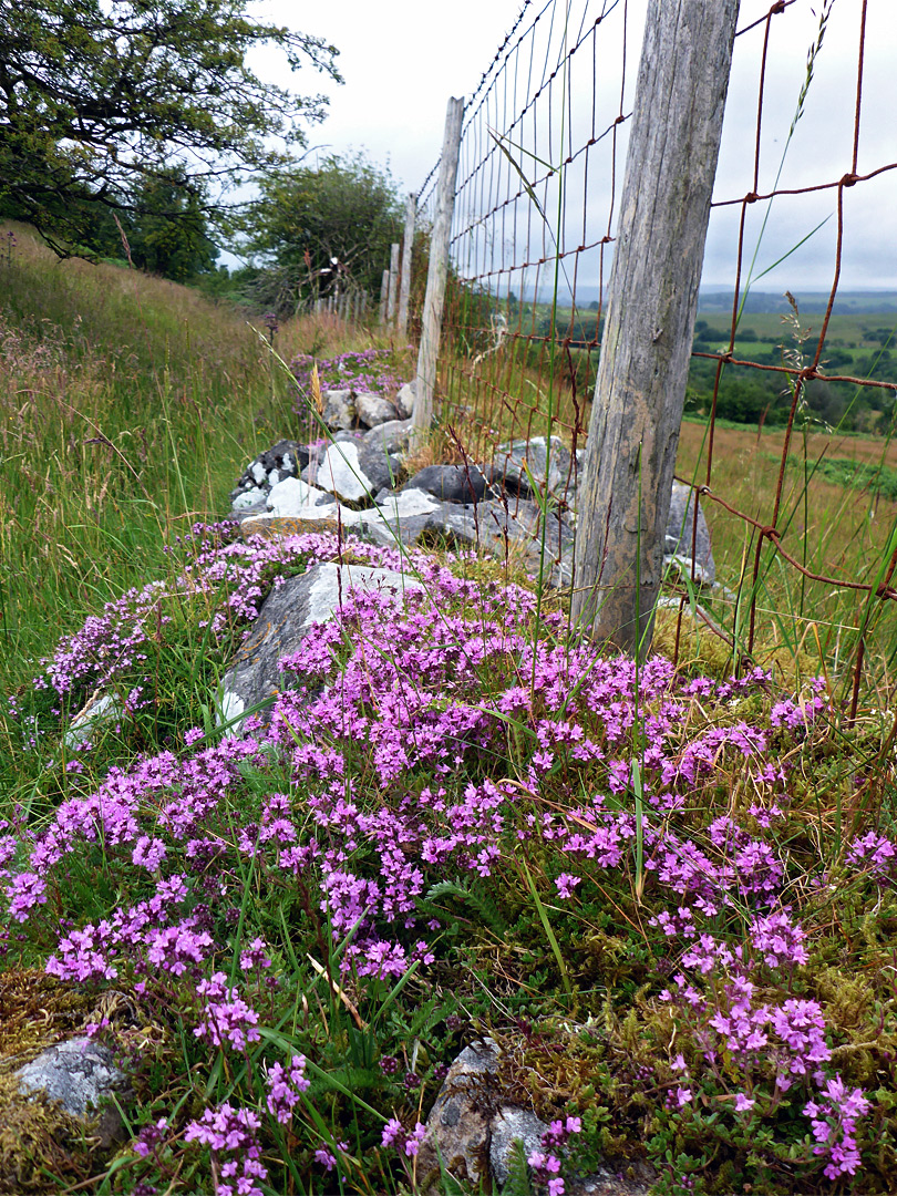 Wild thyme