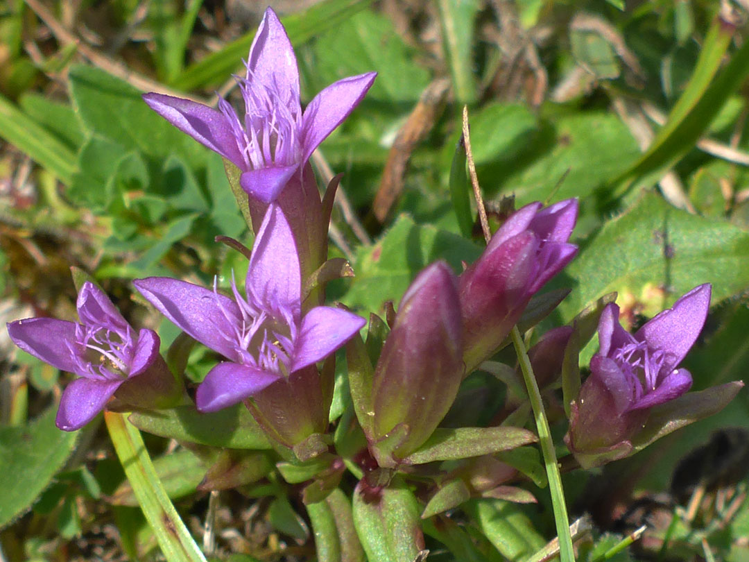 Autumn gentian