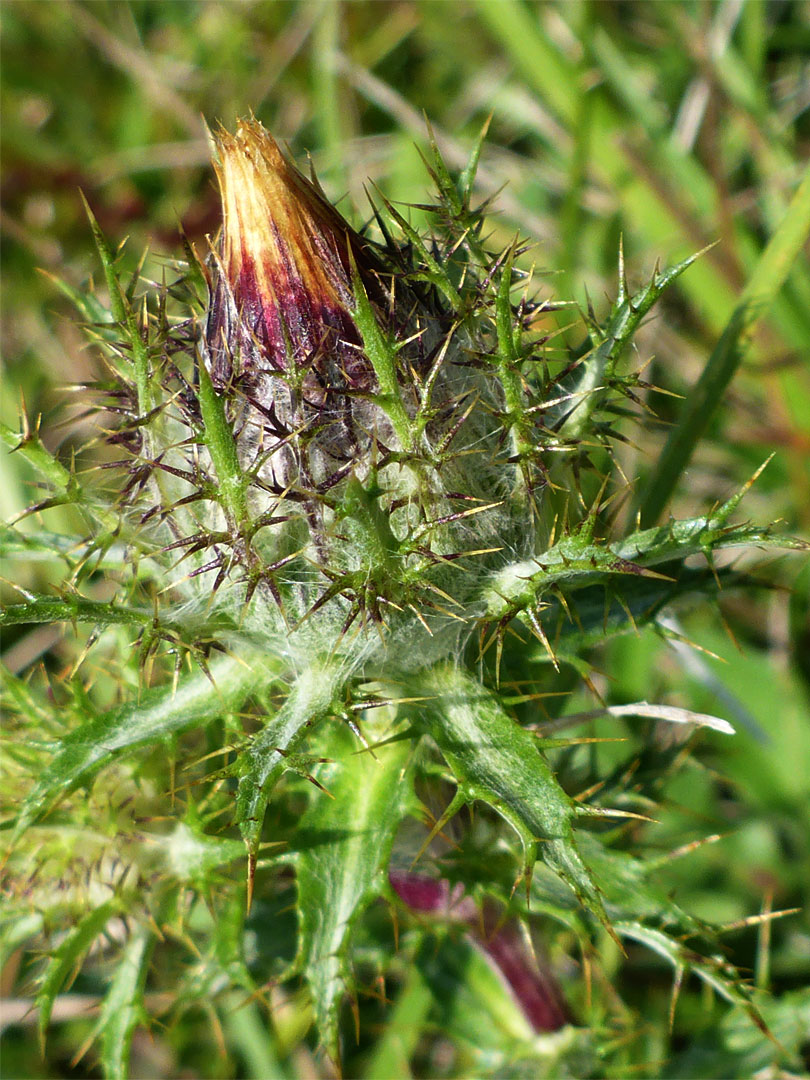 Carline thistle