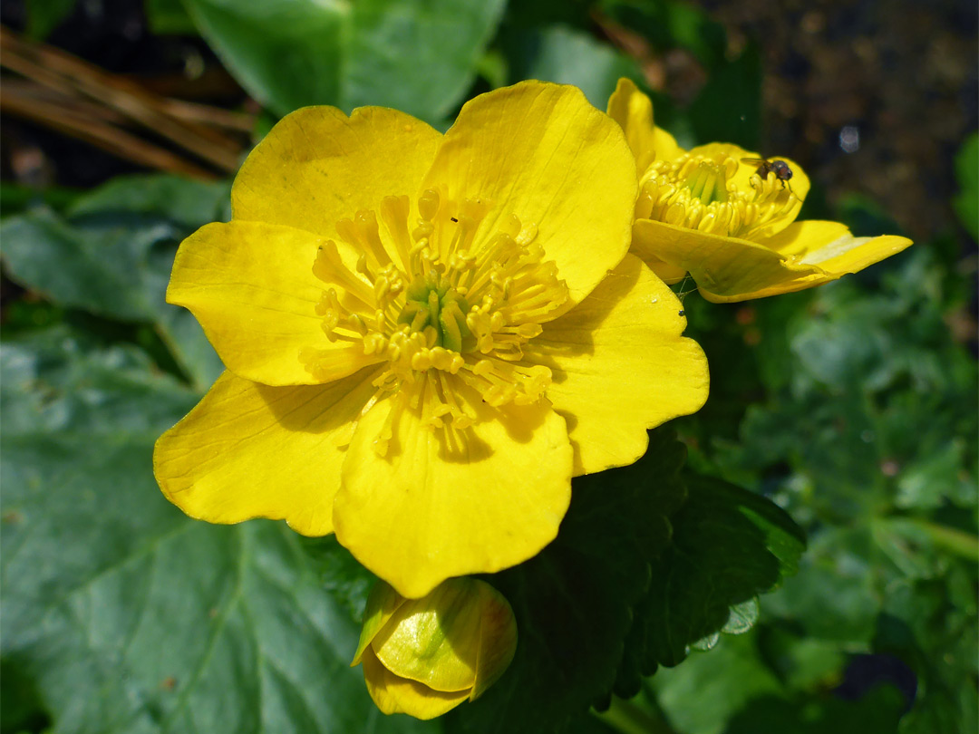 Large yellow petals