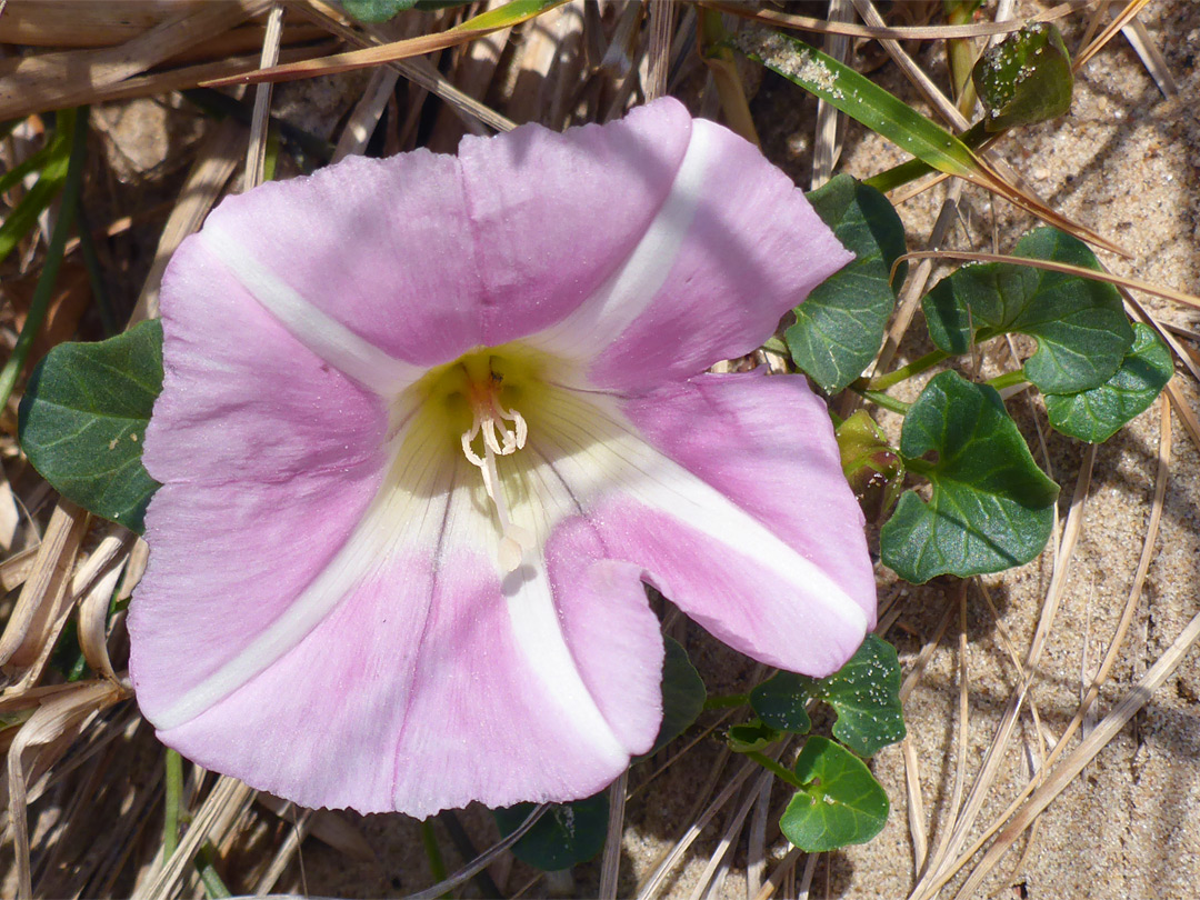 Pink flower