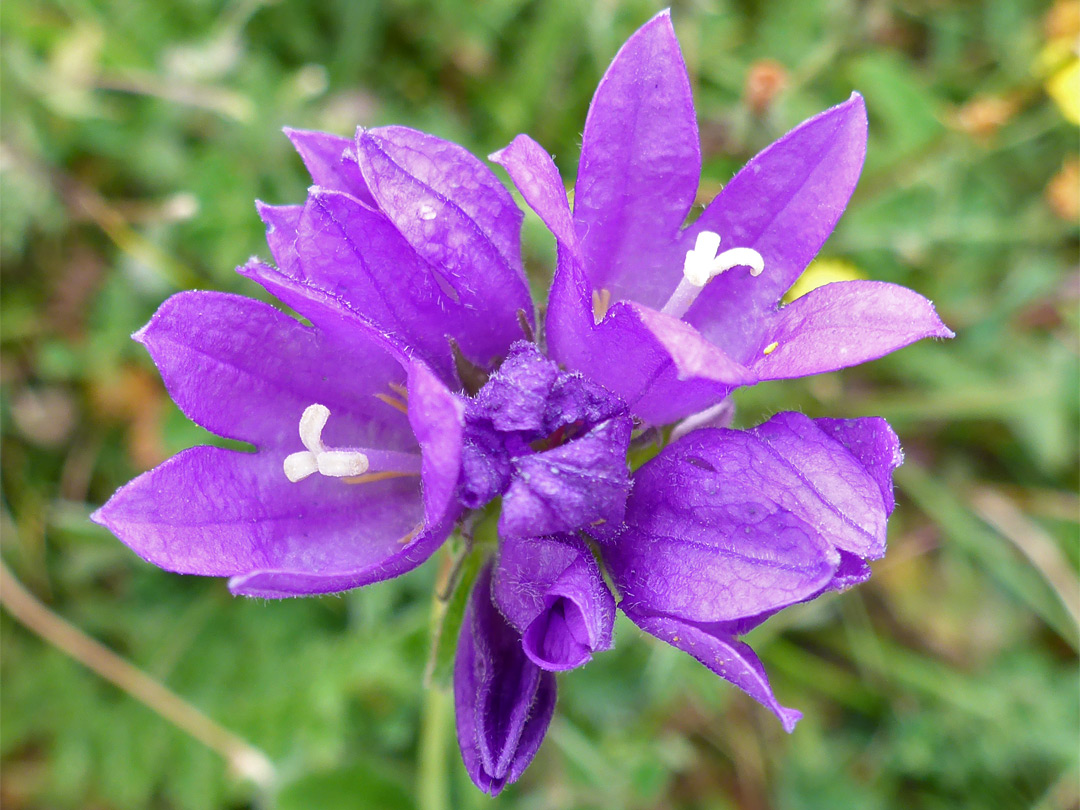 Bell-shaped flowers