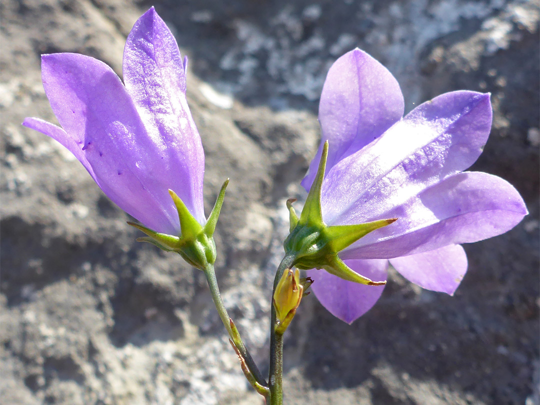 Two flowers