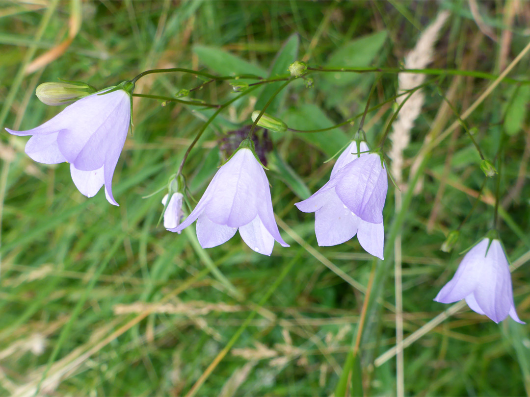 Harebell