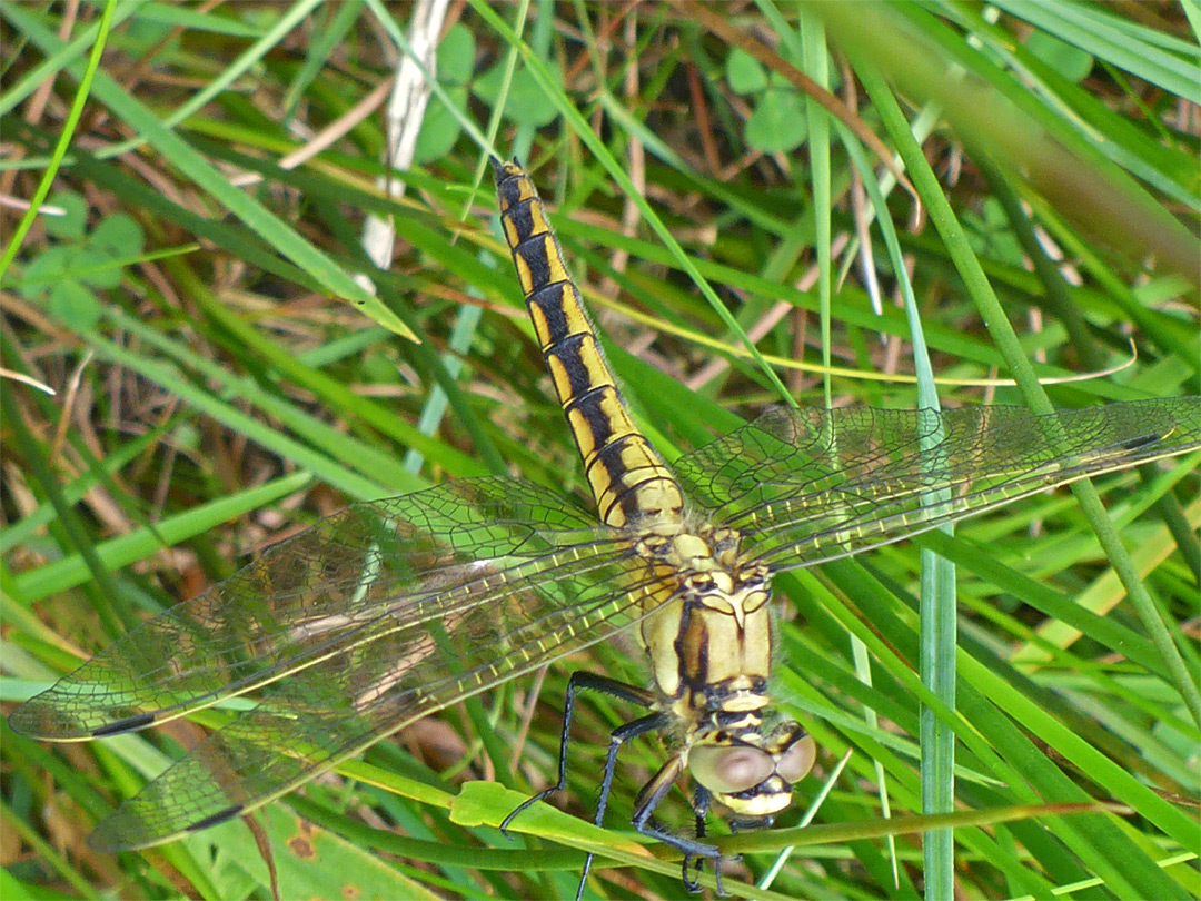 Black-tailed skimmer