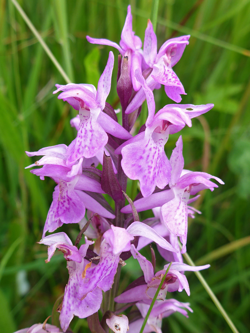 Southern marsh orchid