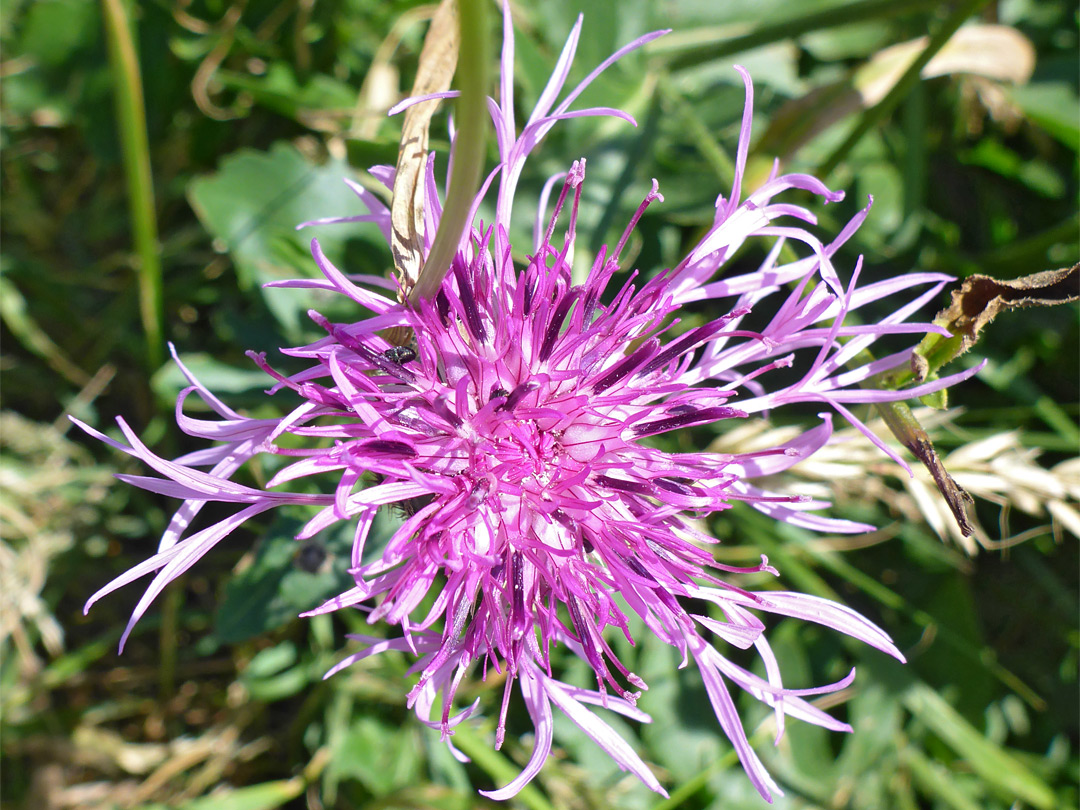 Greater knapweed