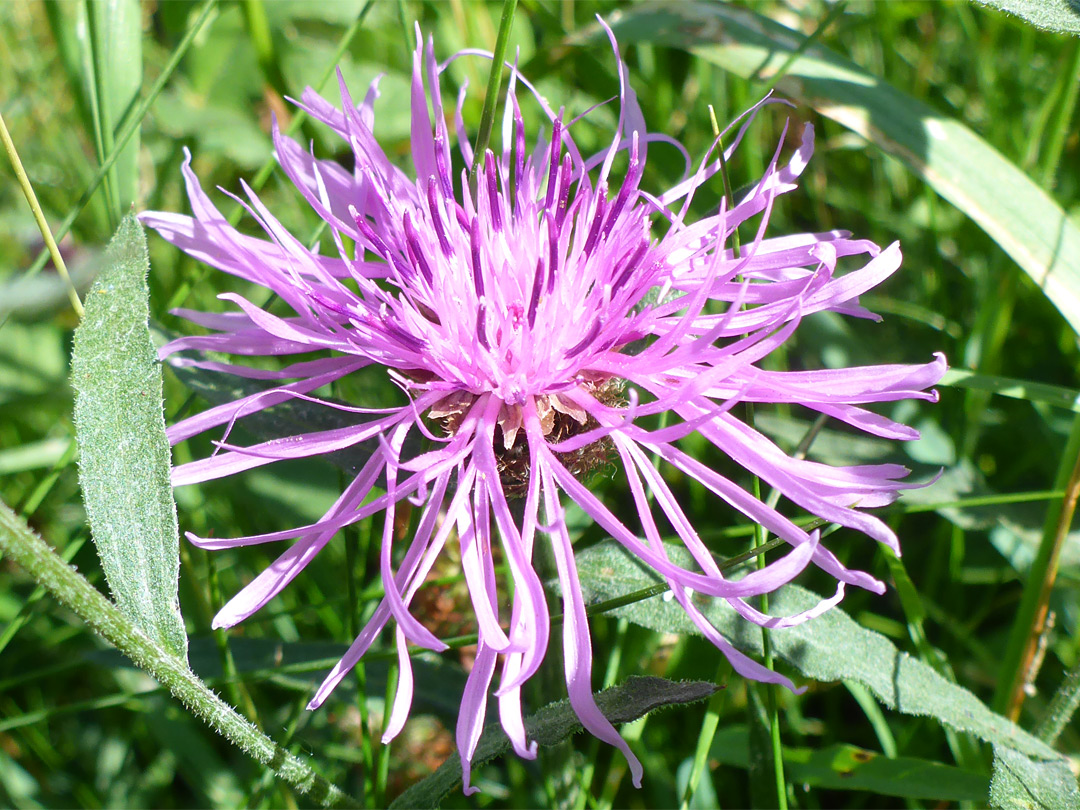 Pale pink flowerhead