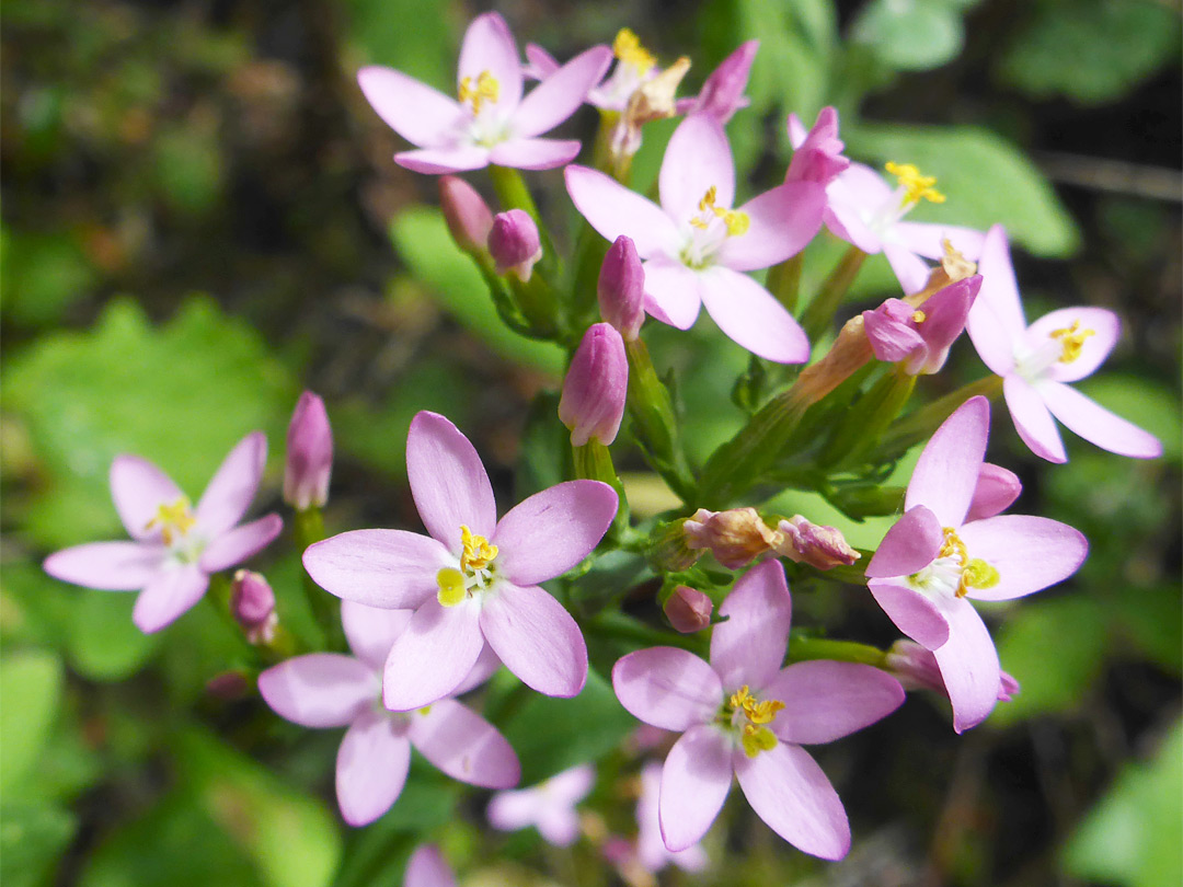 Common centaury