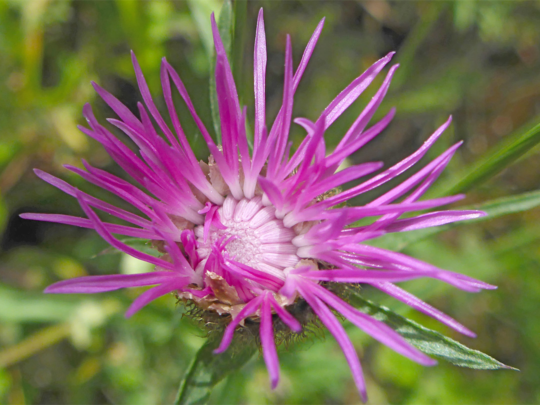 Common knapweed