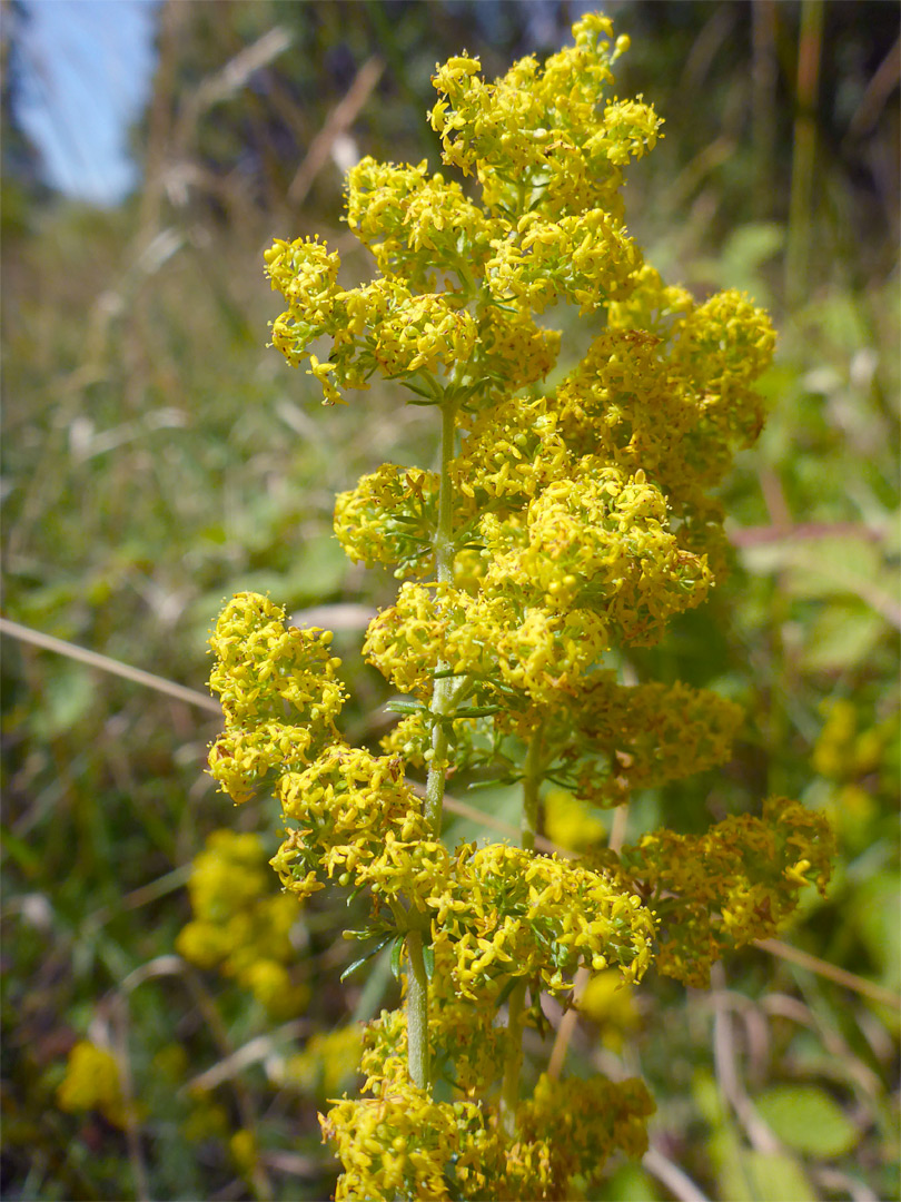 Ladies bedstraw