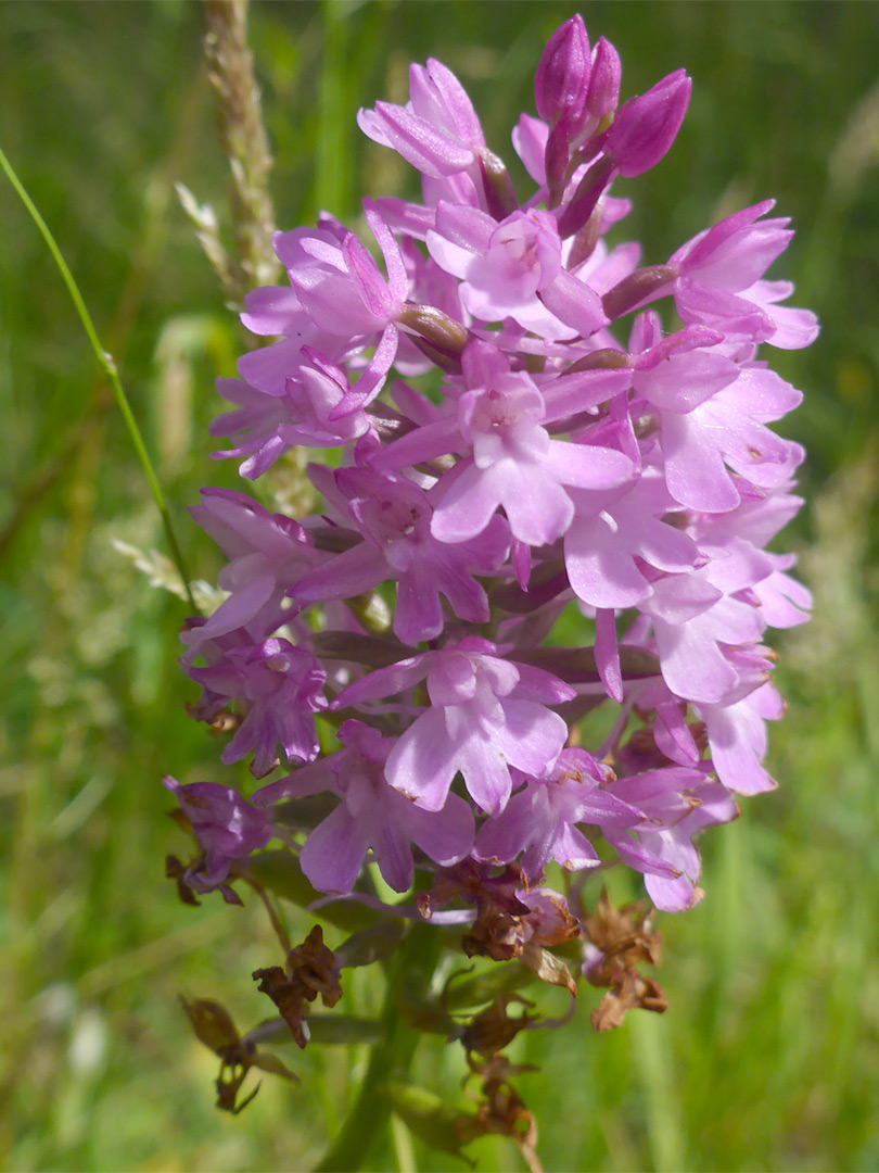 Pyramidal orchid