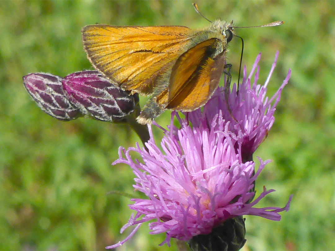 Small skipper